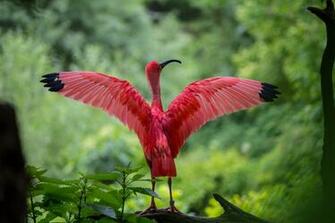 Red Bird Wallpaper