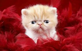 Cute Wallpaper For Desktop Great World