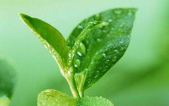 Bud Drops HD Wallpaper