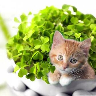 St Patrick S Day Cat Wallpaper Picserio