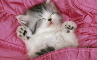 Kitten Wallpaper