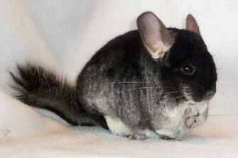 Pin Image Of Chinchillas Pictures Chinchilla