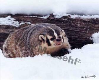 Badger Wallpaper Picture
