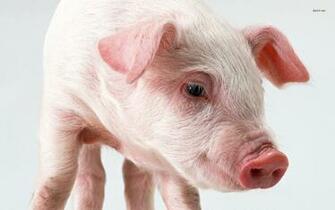 Pig Wallpaper Animal