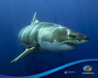 Shark Wallpaperthe Today Stuff