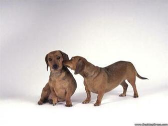 Desktop Wallpaper Animals Background Sissy And Bubba