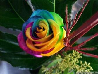 All 4u HD Wallpaper Beautiful Rainbow