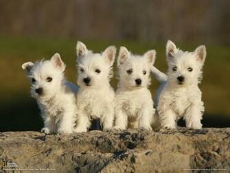 Westie Wallpaper