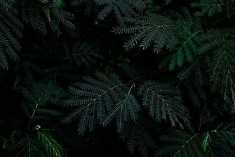 HD Wallpaper Up Close Photo Of Dark Green Pine Tree Limbs In A