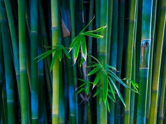 Bamboo Forest HD Desktop Wallpaper Beautiful
