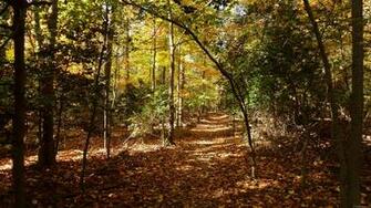 Mlewallpaper Greenbelt Park In Fall I