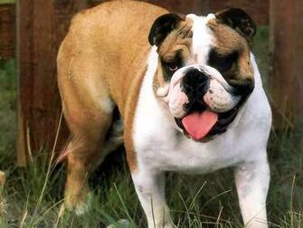 Bulldog Desktop Wallpaper Background Full HD