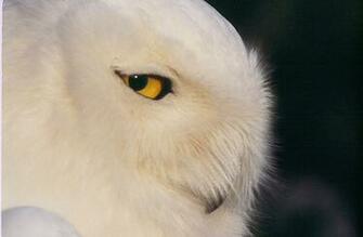 Of Male Snowy Owl Wallpaper Owls