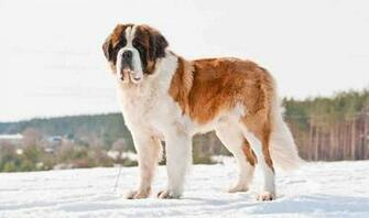 St Bernard Wallpaper HDq