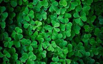 Green Leaves Shamrock Wallpaper Background