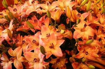Autumn Flowers