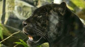 Panther Full HD Desktop Wallpaper 1080p
