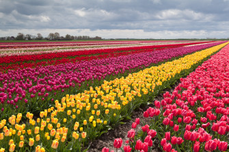 Tulip Fields Tulips Field Flower Flowers Wallpaper HD