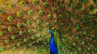 Photos Peacock Image Wallpaper
