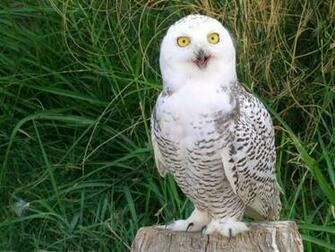 White Owl Screensaver Screensavers