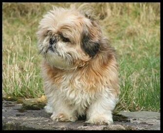 Shih Tzu Wallpaper Full HD