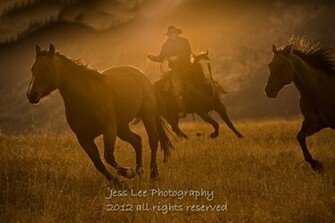 Cowboys Horses Wild Nature Widescreen Background Picture Wallpaper