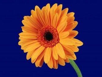 Single Flower Wallpaper