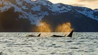 Orcas In Resurrection Bay Near Kenai Fjords National Park Alaska