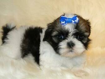 Tags Cute Shih Tzu Puppy Puppies