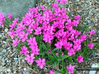 HD Nature Wallpaper X