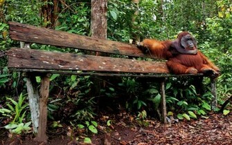 Animal Orangutan Wallpaper