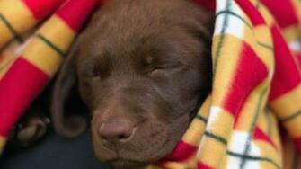 Labradorcenter Wallpaper Chocolate Lab Puppy Asleep Jpg