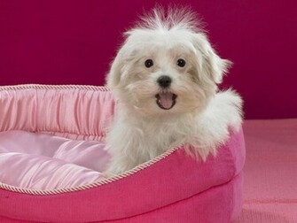 Dog Background HD Wallpaper High Quality