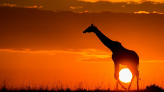 African Animals Wallpaper HD