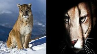 Cougar Wallpaper HD