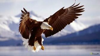 Bald Eagle Widescreen Wallpaper HD