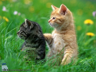 Screensaver Image Allow Kittens To Appear On Your Desktop