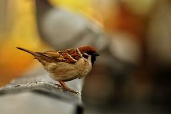 Birds Sparrow Depth Of Field Blurred Background Wallpaper