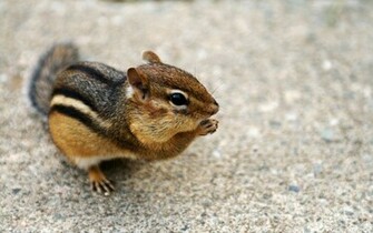 Lovely Chipmunks Photos Chipmunk Wallpaper No
