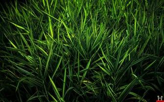 Pure Green Nature Spike HD Wallpaper