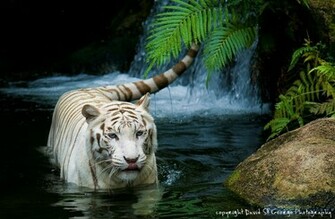 High Definition Wallpaper Photo Siberian Html