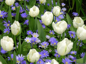 White Flower Wallpaper