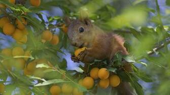 Squirrel Computer Wallpaper Desktop Background Id