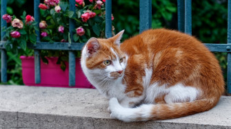 Animal Cat 4k Ultra HD Wallpaper