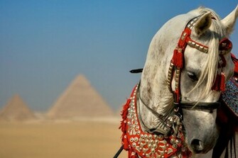 Arabian Desert HD Wallpaper Pic Sa
