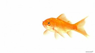 Goldfish White Background