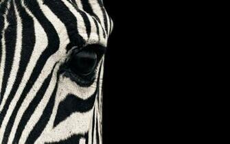 Chrome Os Mario Moreno Safari Stripes Wallpaper