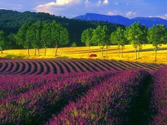 The Lavender Field Of Provence France World For Travel