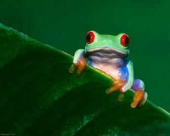 Green Frog Pixels Wallpaper Tagged Frogs