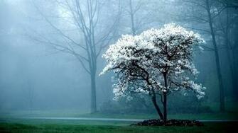 Photo Desktop Wallpaper Beautiful Superb Super Cool